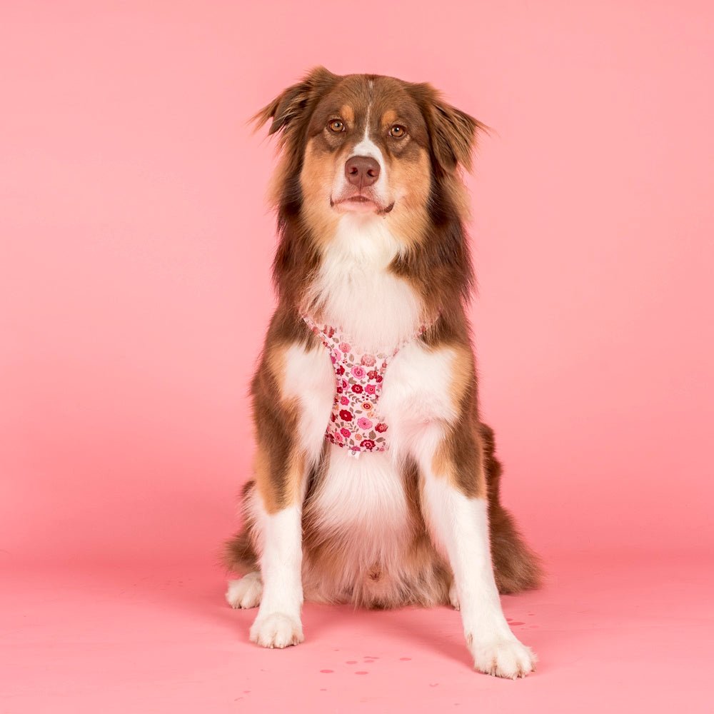 Pablo & Co Primrose Adjustable Harness - Adjustable Harnesses from Pablo & Co at DoggyTopia