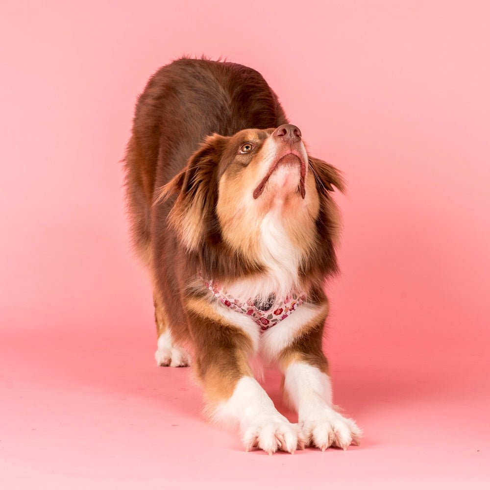 Pablo & Co Primrose Adjustable Harness - Adjustable Harnesses from Pablo & Co at DoggyTopia