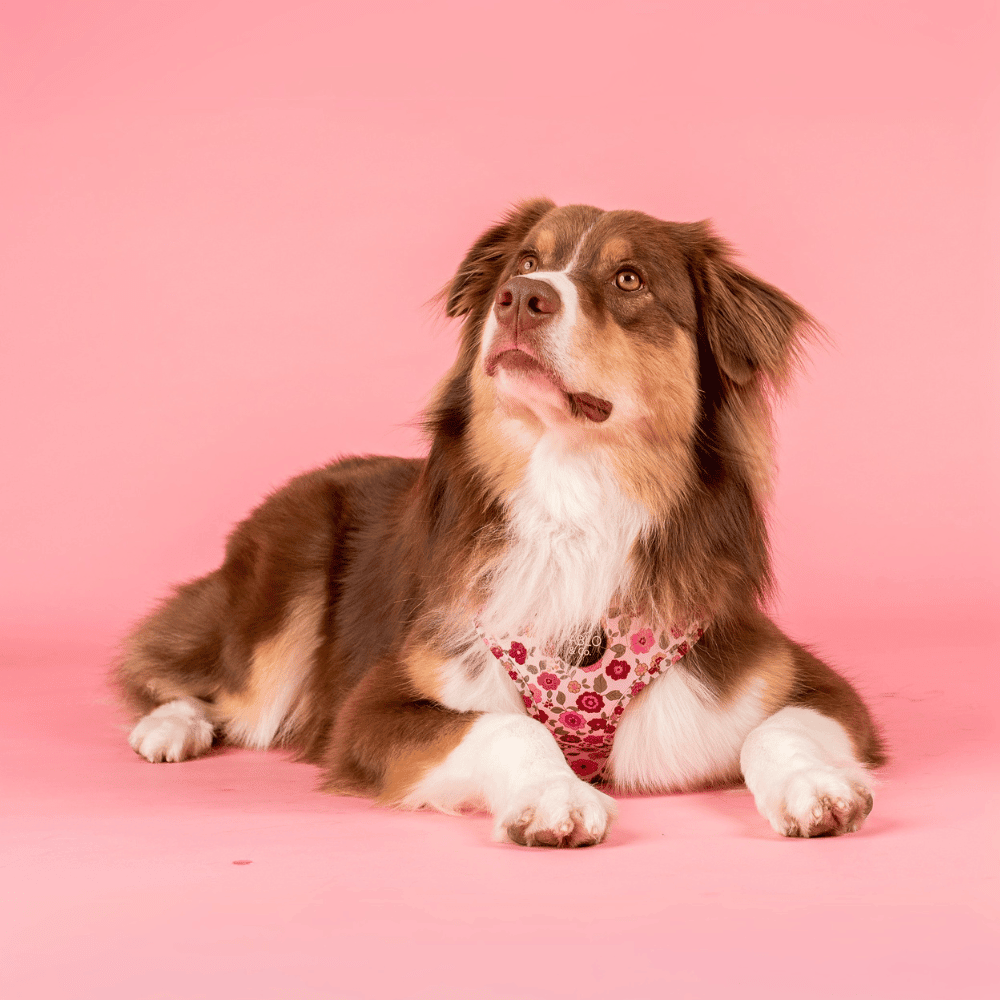 Pablo & Co Primrose Adjustable Harness - Adjustable Harnesses from Pablo & Co at DoggyTopia