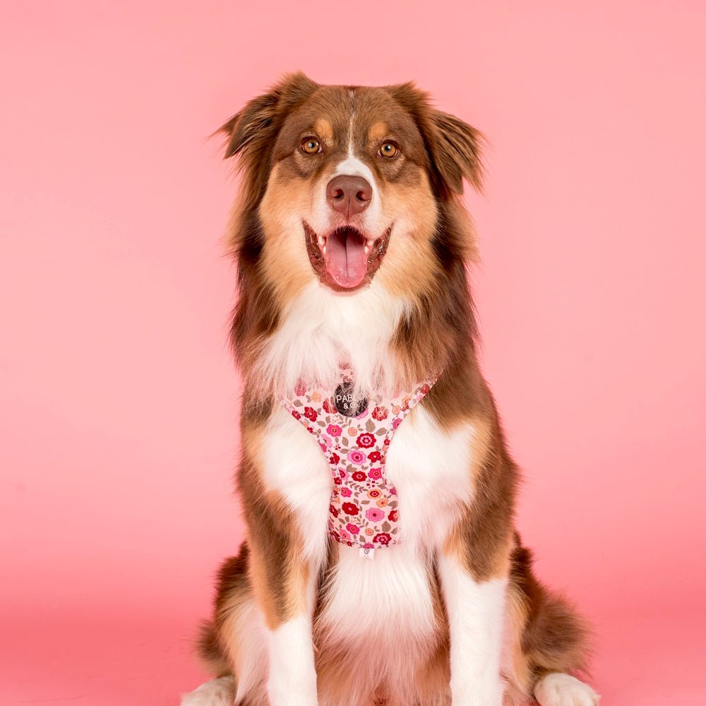 Pablo & Co Primrose Adjustable Harness - Adjustable Harnesses from Pablo & Co at DoggyTopia