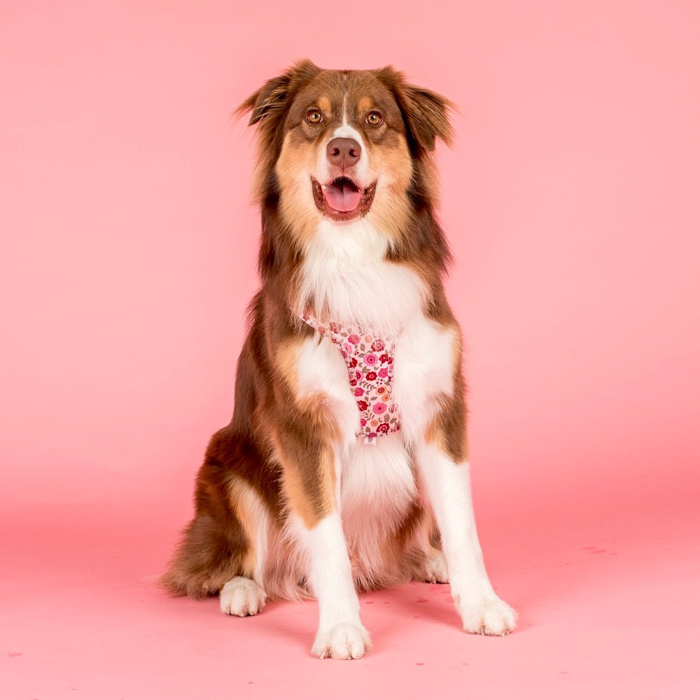 Pablo & Co Primrose Adjustable Harness - Adjustable Harnesses from Pablo & Co at DoggyTopia