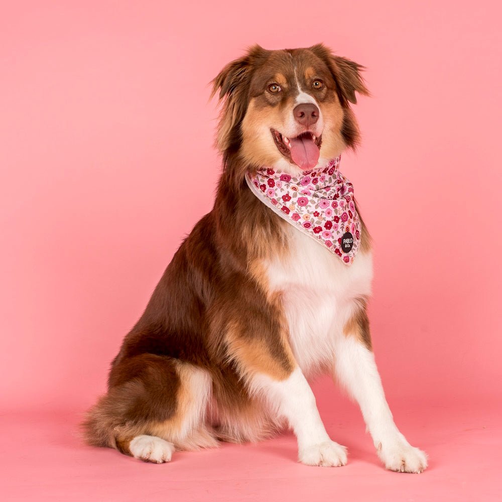 Pablo & Co Primrose Dog Bandana - Bandanas from Pablo & Co at DoggyTopia