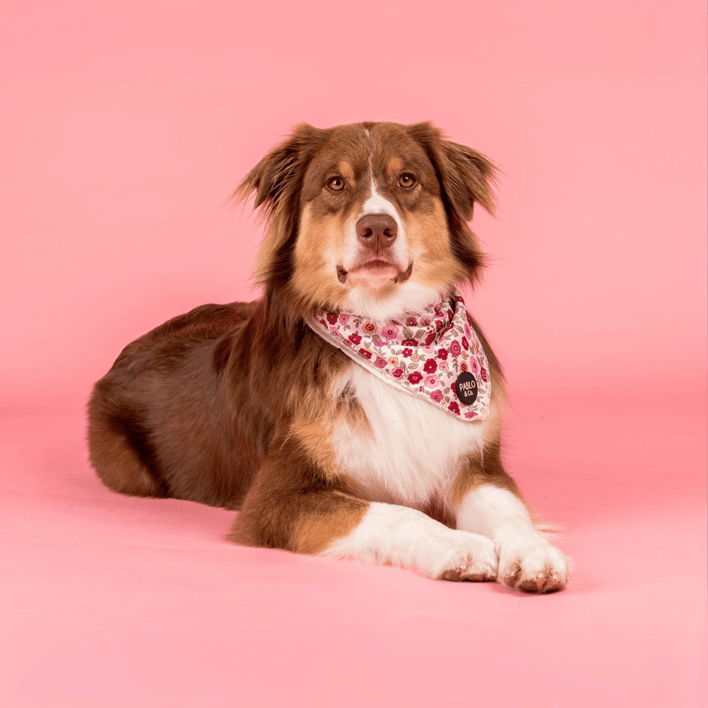 Pablo & Co Primrose Dog Bandana - Bandanas from Pablo & Co at DoggyTopia