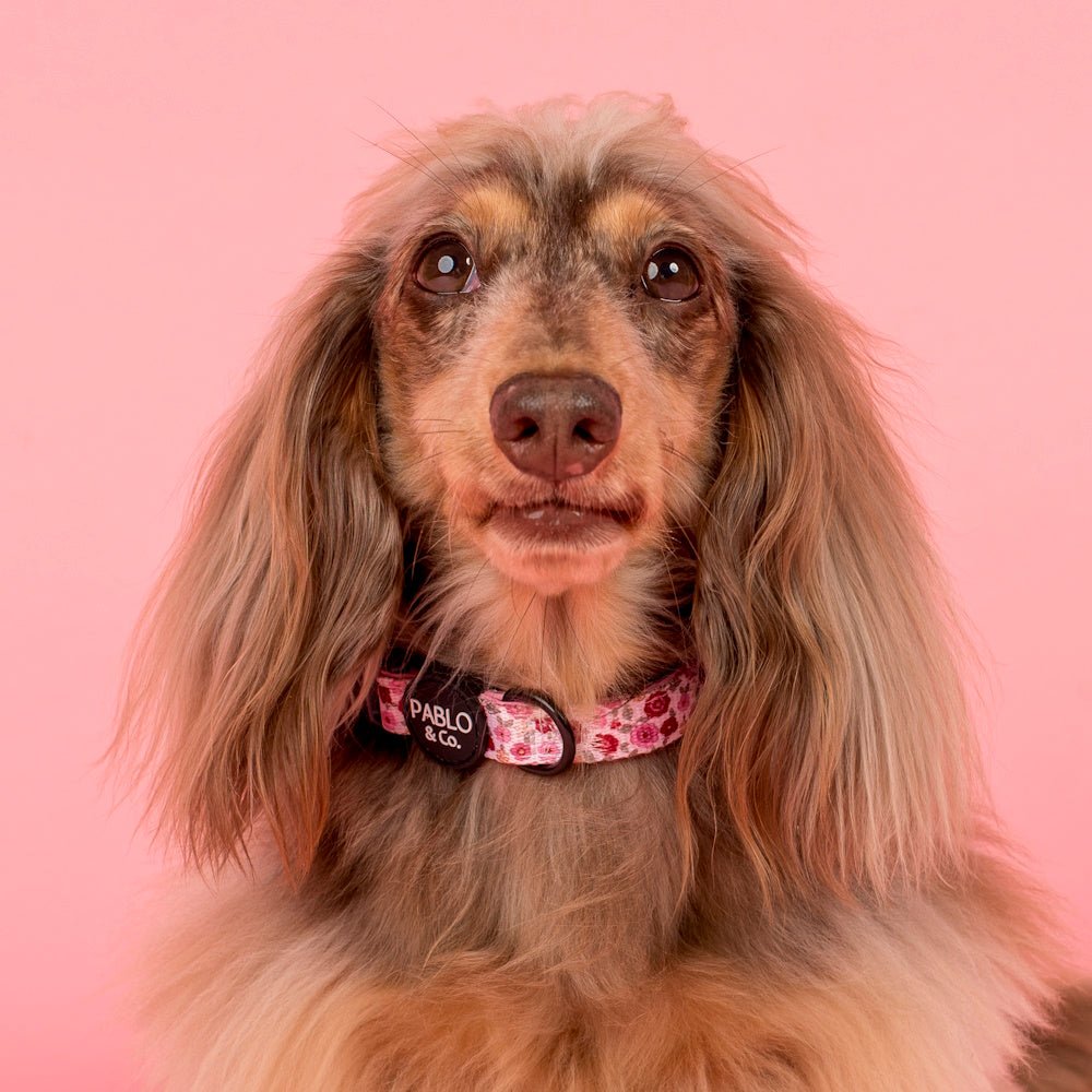 Pablo & Co Primrose Dog Collar - Collars from Pablo & Co at DoggyTopia