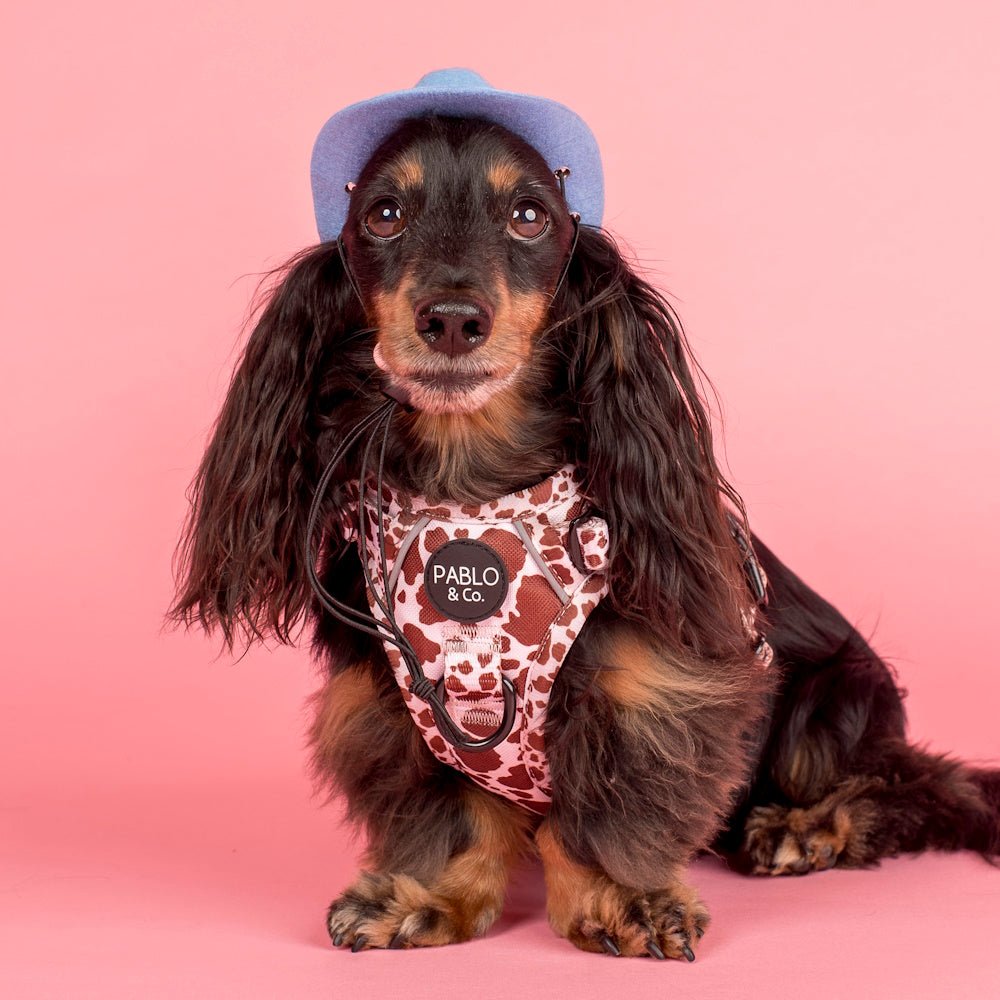 Pablo & Co Rodeo No Pull Harness - No Pull Harnesses from Pablo & Co at DoggyTopia