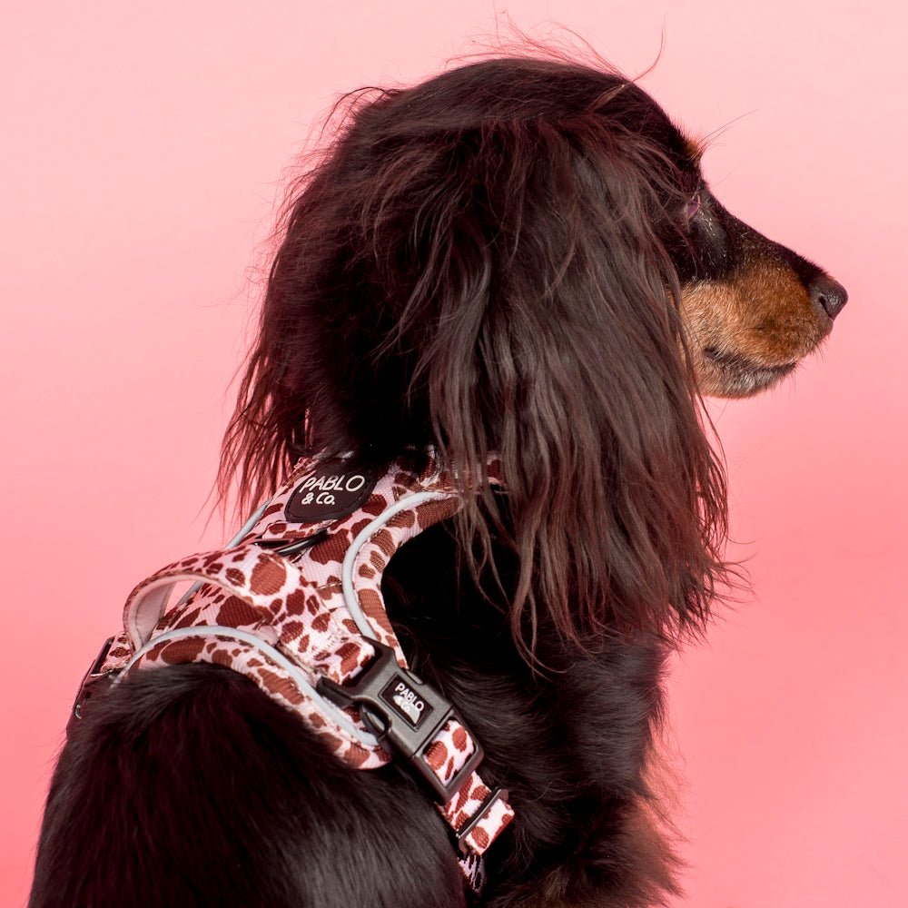 Pablo & Co Rodeo No Pull Harness - No Pull Harnesses from Pablo & Co at DoggyTopia