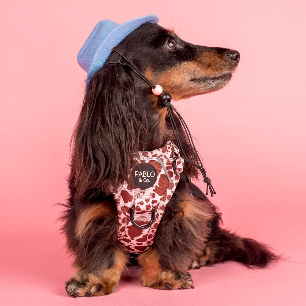 Pablo & Co Rodeo No Pull Harness - No Pull Harnesses from Pablo & Co at DoggyTopia