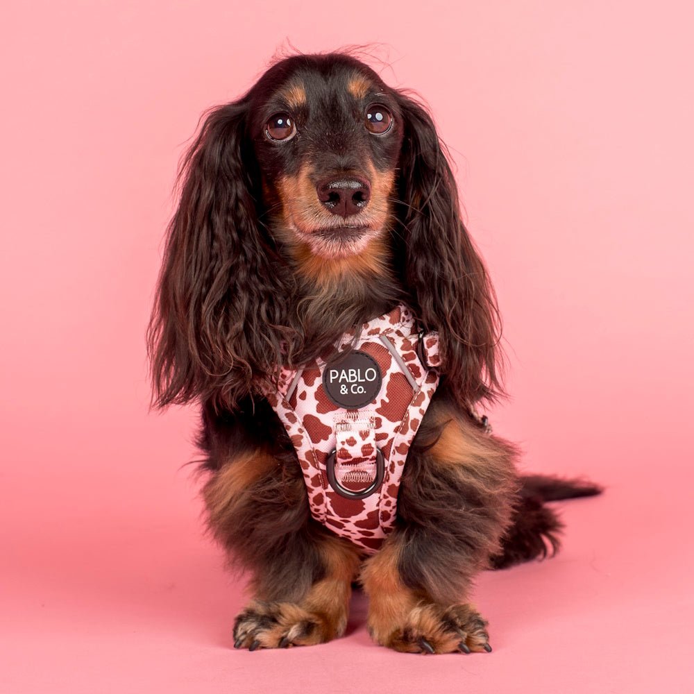 Pablo & Co Rodeo No Pull Harness - No Pull Harnesses from Pablo & Co at DoggyTopia