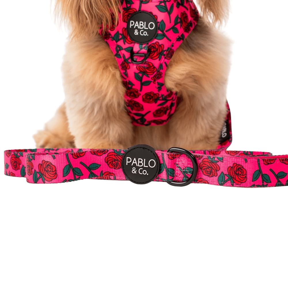 Pablo & Co Rosie Dog Leash - Leashes & Leads from Sale at DoggyTopia