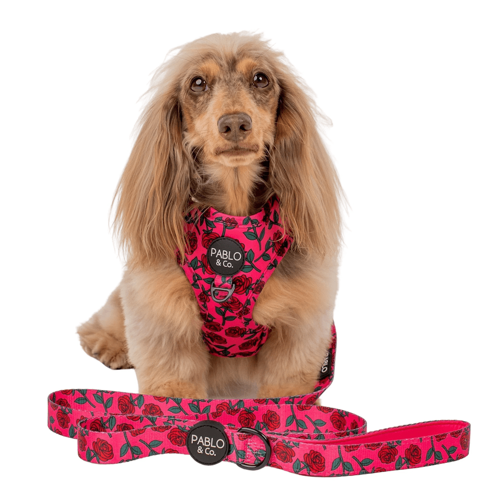 Pablo & Co Rosie Dog Leash - Leashes & Leads from Sale at DoggyTopia