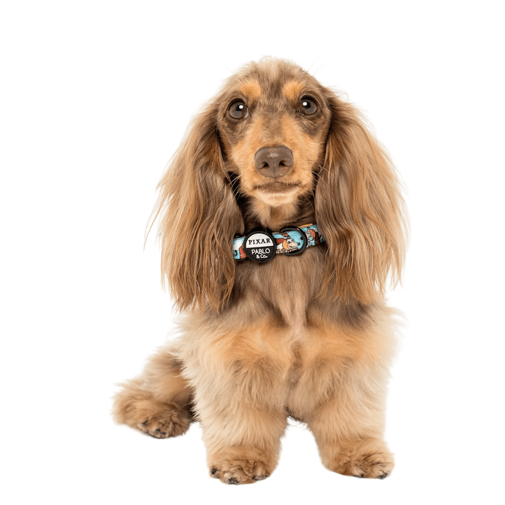 Pablo & Co Toy Story - Slinky Dog: Dog Collar - Collars from Pablo & Co Disney at DoggyTopia