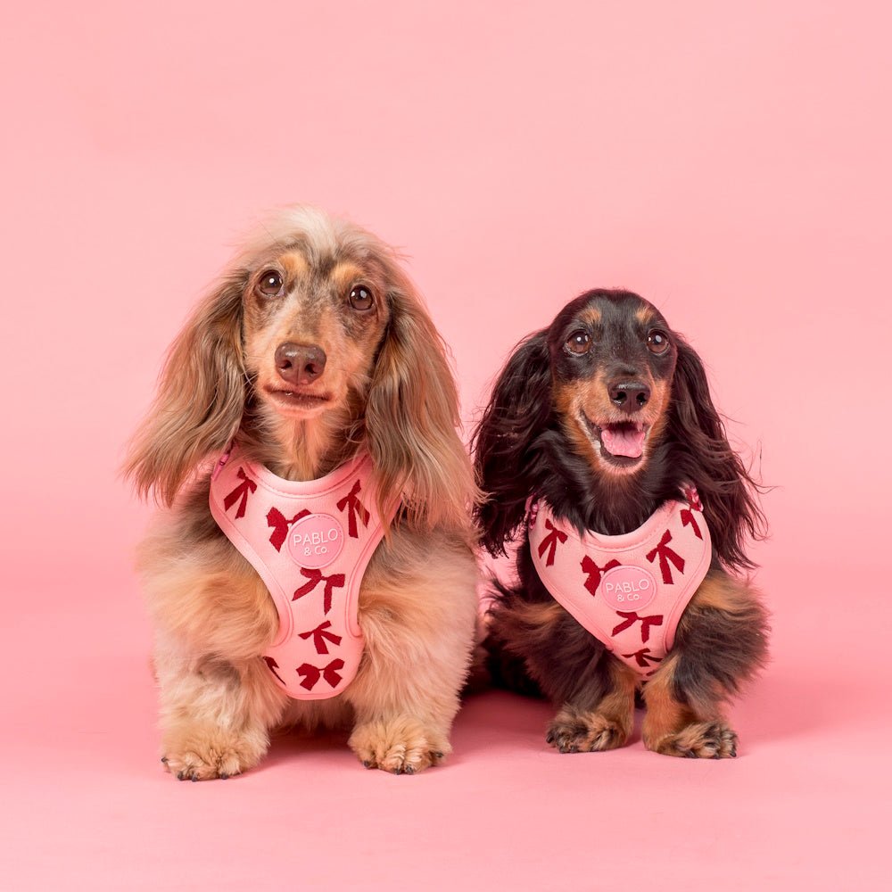 Pablo & Co Velvet Blush Bows Adjustable Harness - Adjustable Harnesses from Pablo & Co at DoggyTopia