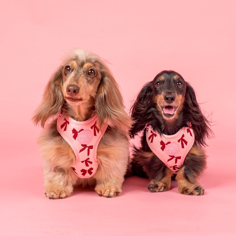 Pablo & Co Velvet Blush Bows Adjustable Harness - Adjustable Harnesses from Pablo & Co at DoggyTopia