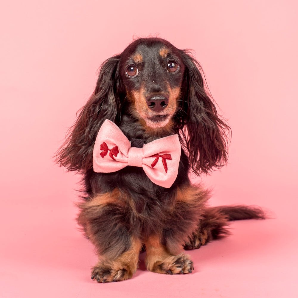 Pablo & Co Velvet Blush Bows Bow Tie - Bow Ties from Pablo & Co at DoggyTopia