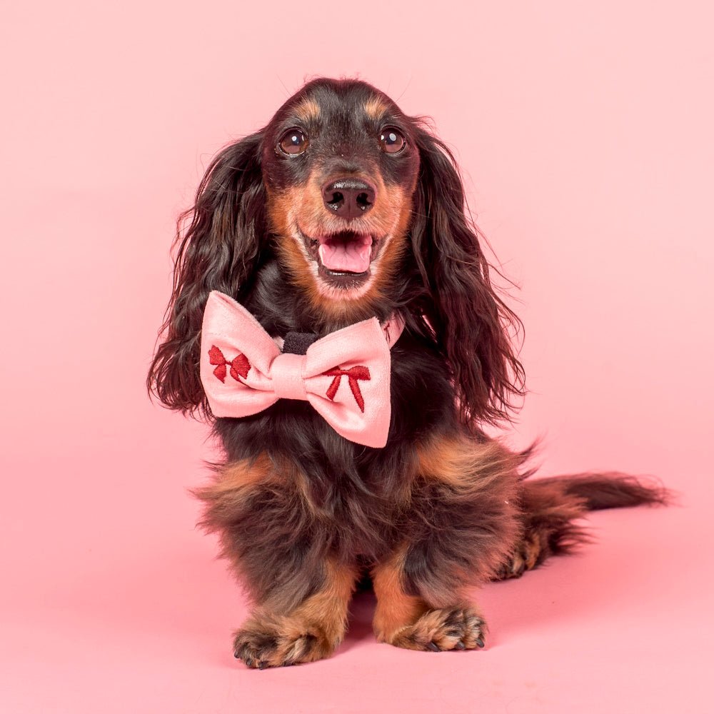 Pablo & Co Velvet Blush Bows Bow Tie - Bow Ties from Pablo & Co at DoggyTopia