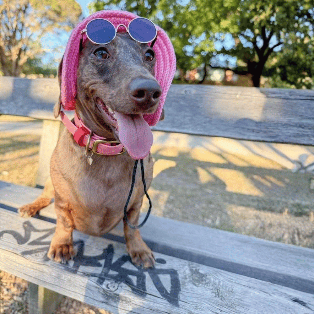 Round Fashion Dog Sunglasses - Sunglasses from . at DoggyTopia
