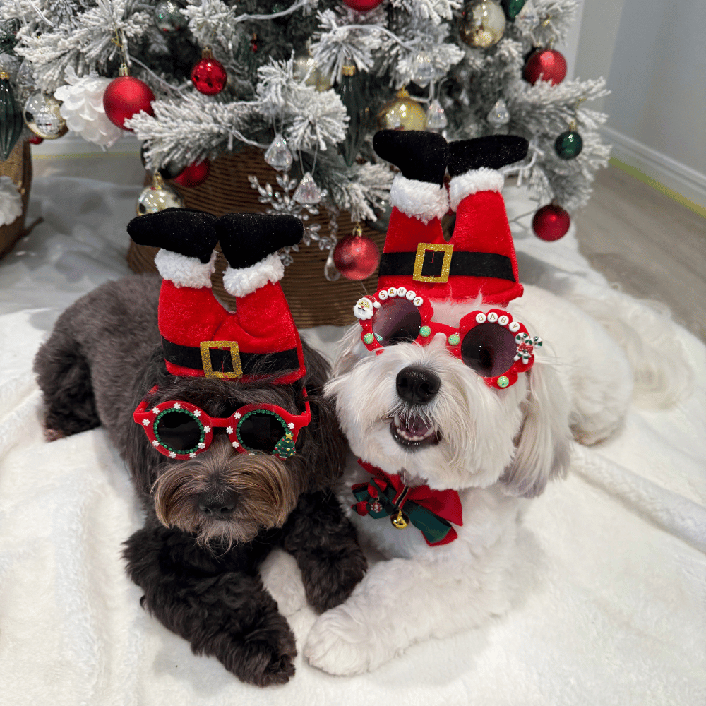 Santa Legs Dog Headpiece - Christmas Costumes from Sale at DoggyTopia