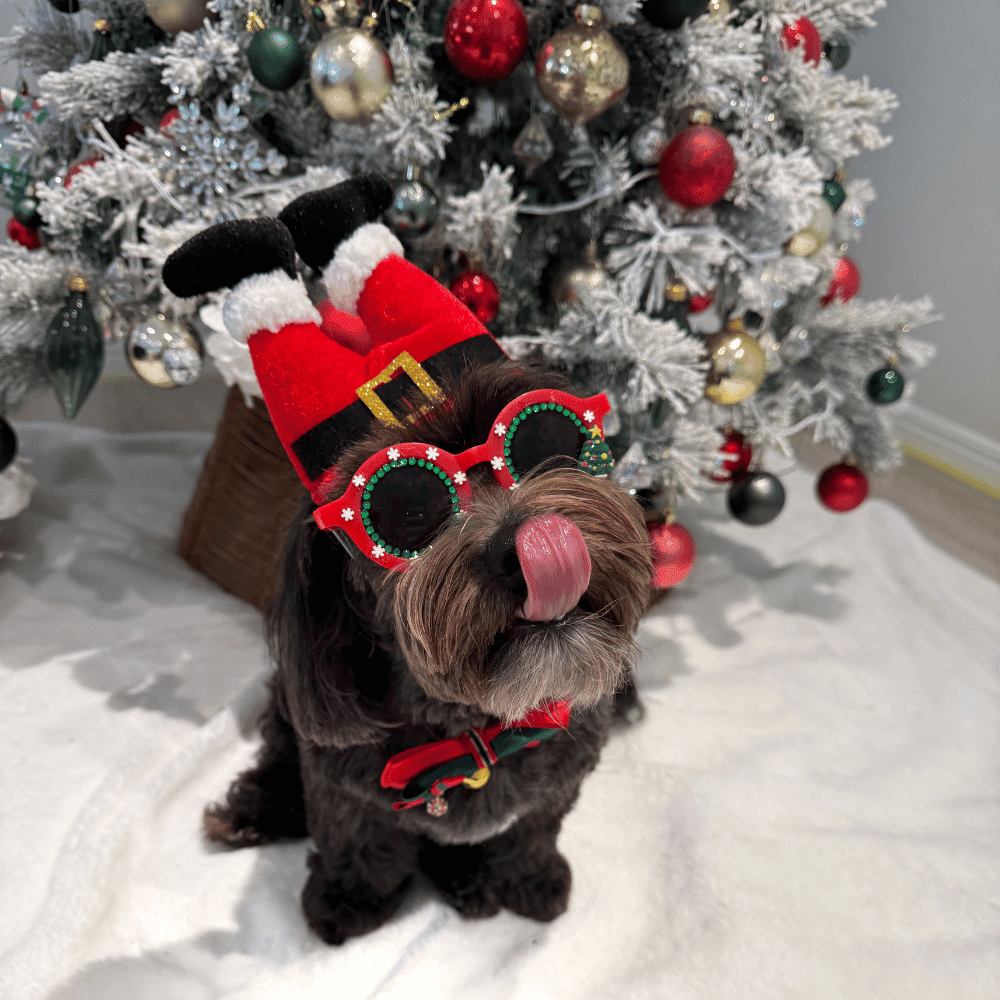 Santa Legs Dog Headpiece - Christmas Costumes from Sale at DoggyTopia