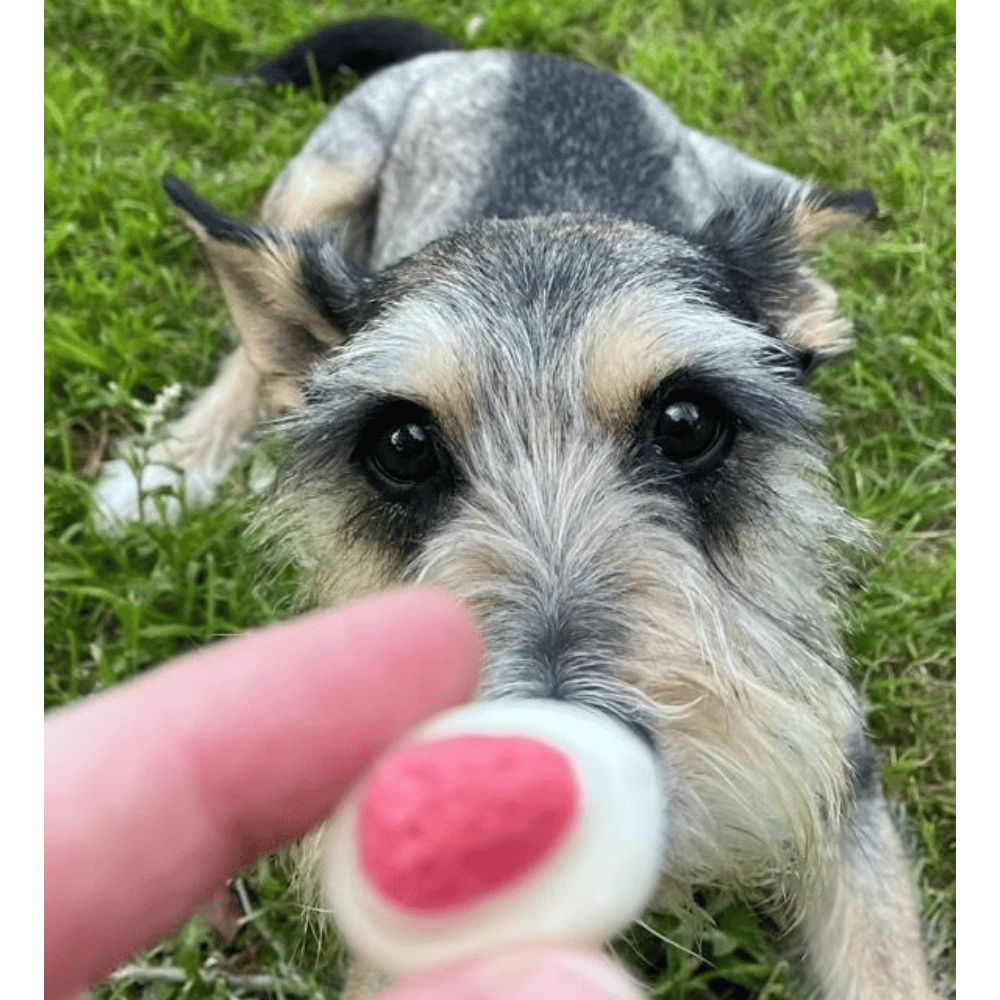 Strawberries & Cream Dog Lollies - Lollies from DoggyTopia at DoggyTopia