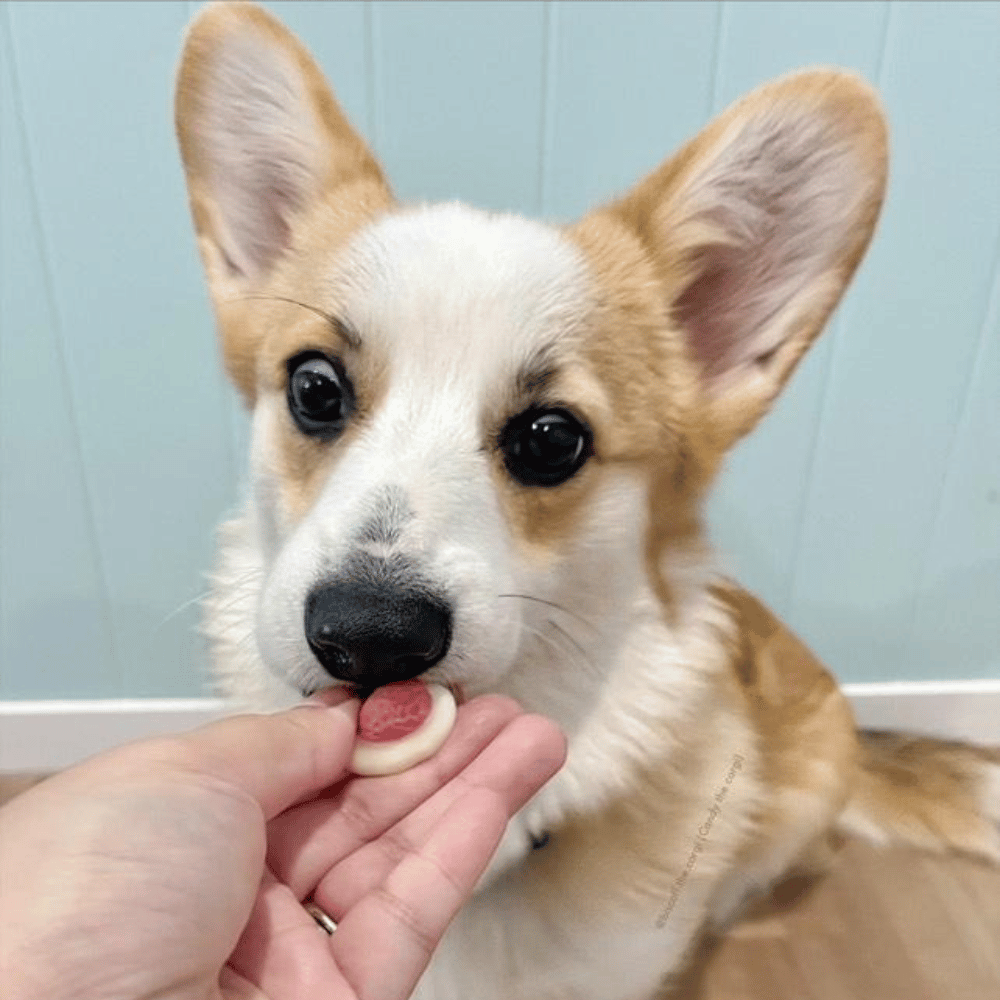 Strawberries & Cream Dog Lollies - Lollies from DoggyTopia at DoggyTopia