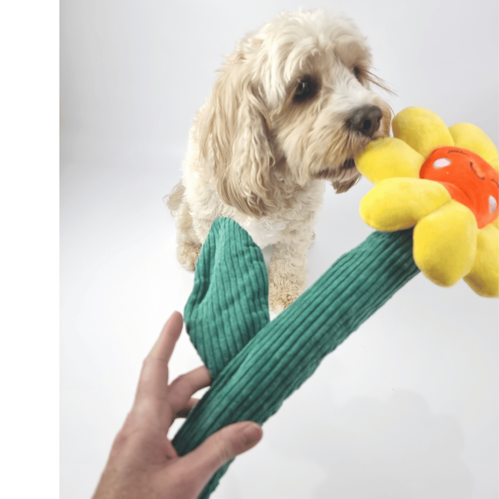 Sun Flower Dog Toy - Plush Toys from . at DoggyTopia