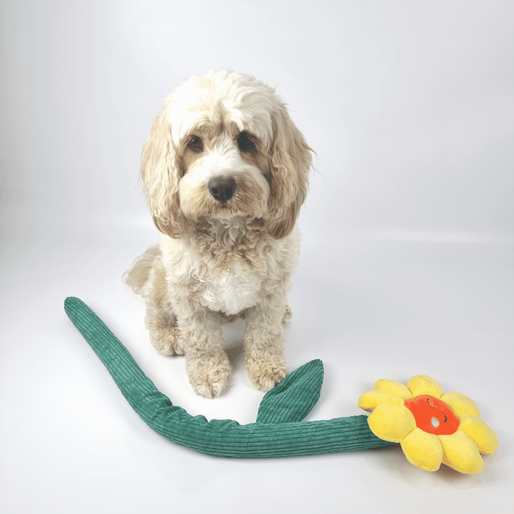 Sun Flower Dog Toy - Plush Toys from . at DoggyTopia