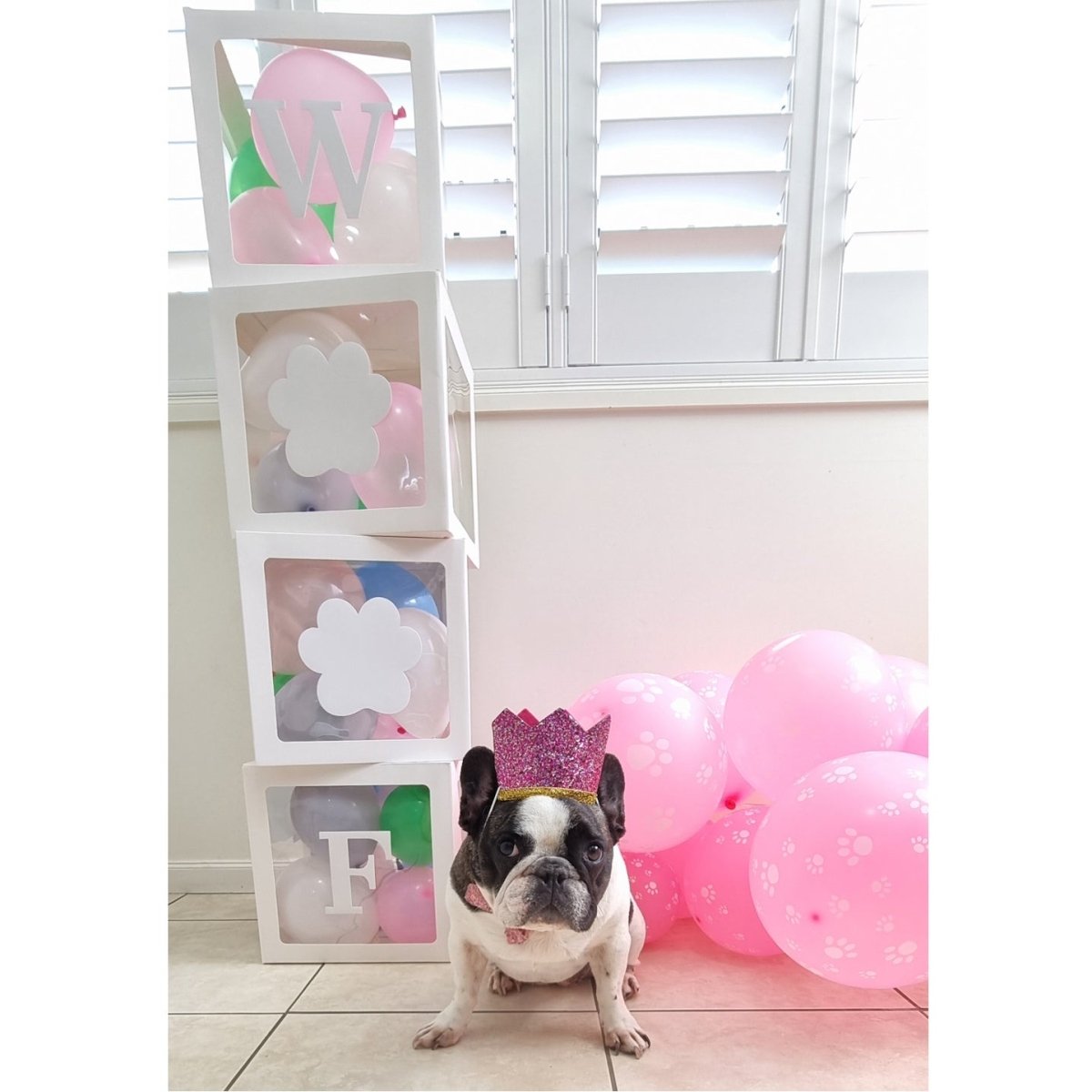 WOOF Balloon Box Set - Party Balloons from . at DoggyTopia