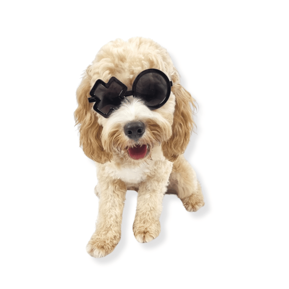 XO Dog Glasses - Dog Goggles from Sale at DoggyTopia