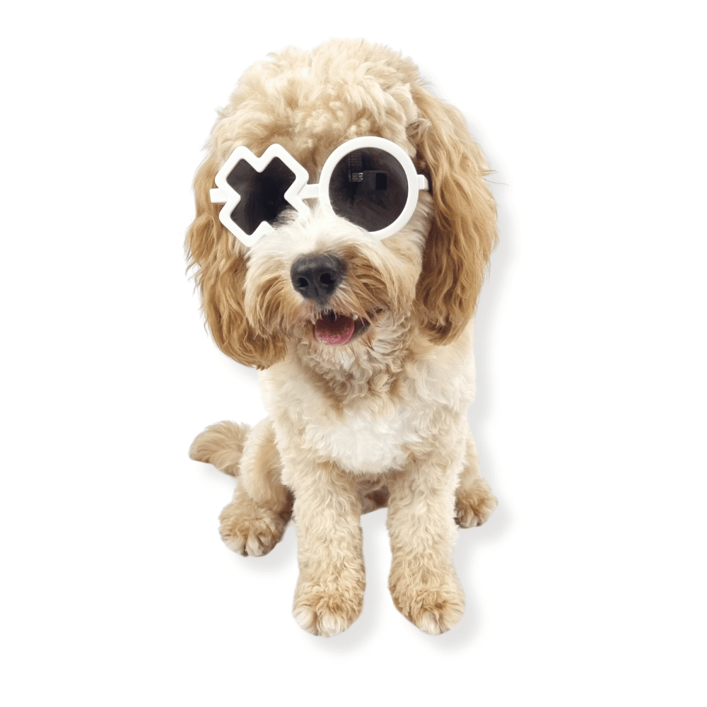 XO Dog Glasses - Dog Goggles from Sale at DoggyTopia