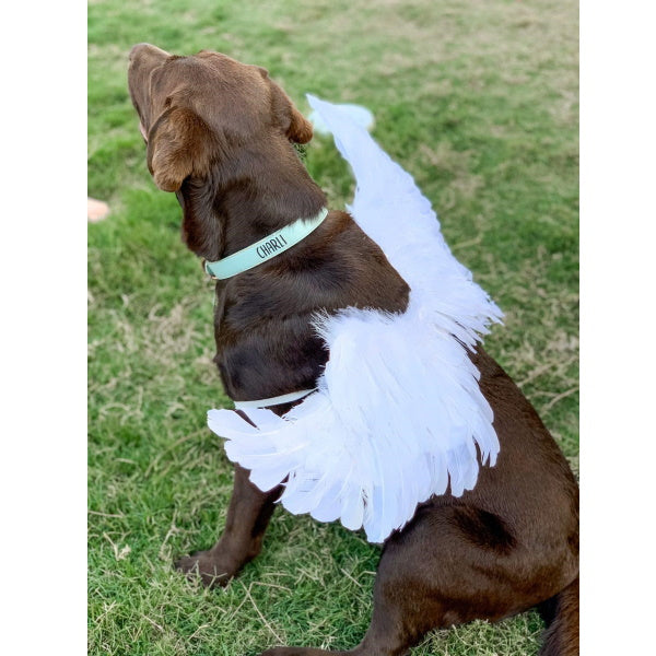 Feather Angel Wings Dog Halloween CostumeDoggyTopia