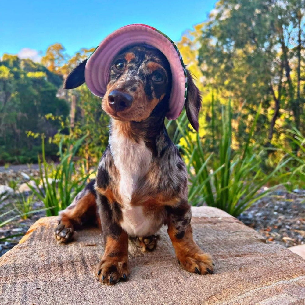 Full Brim Dog Sun Hat Floral
