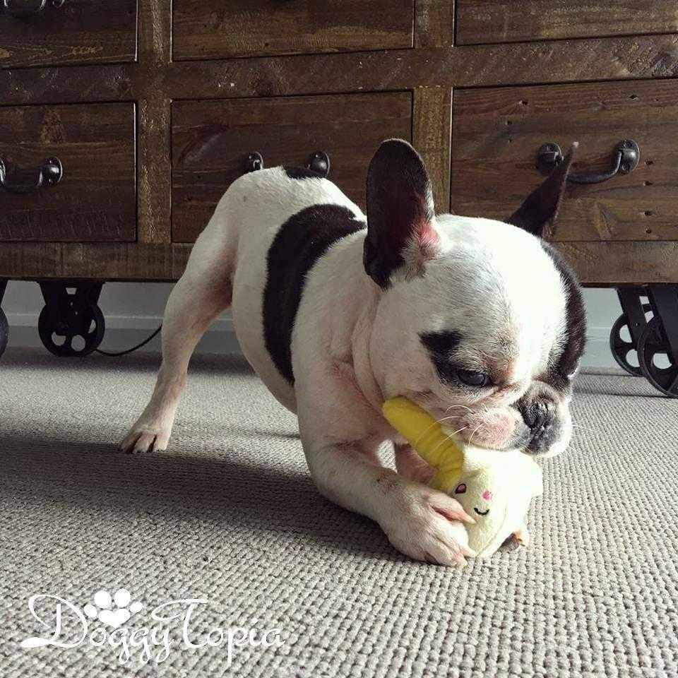 Banana Squeaker Dog Toy - Plush Toys from . at DoggyTopia