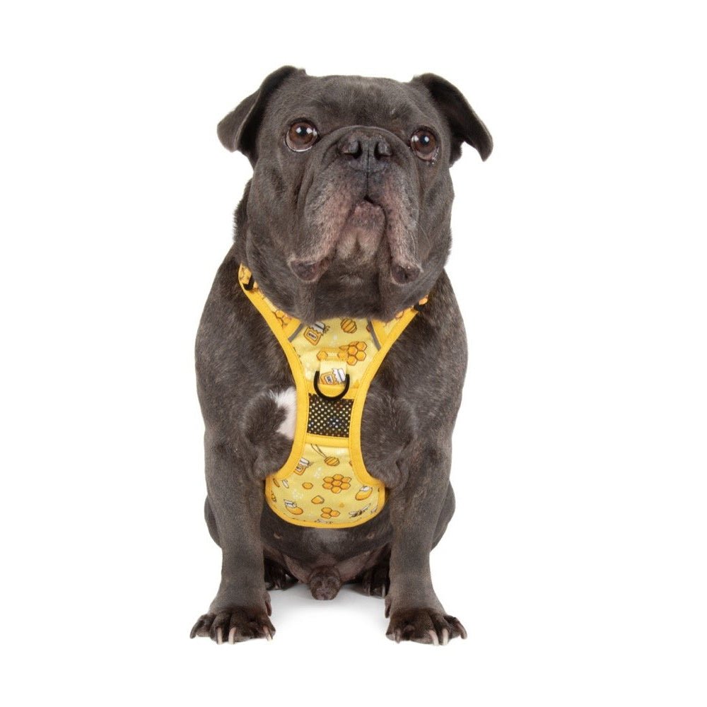 Big & Little Dogs Bee - Hiving All Rounder Harness - All Rounder Harnesses from Big & Little Dogs at DoggyTopia