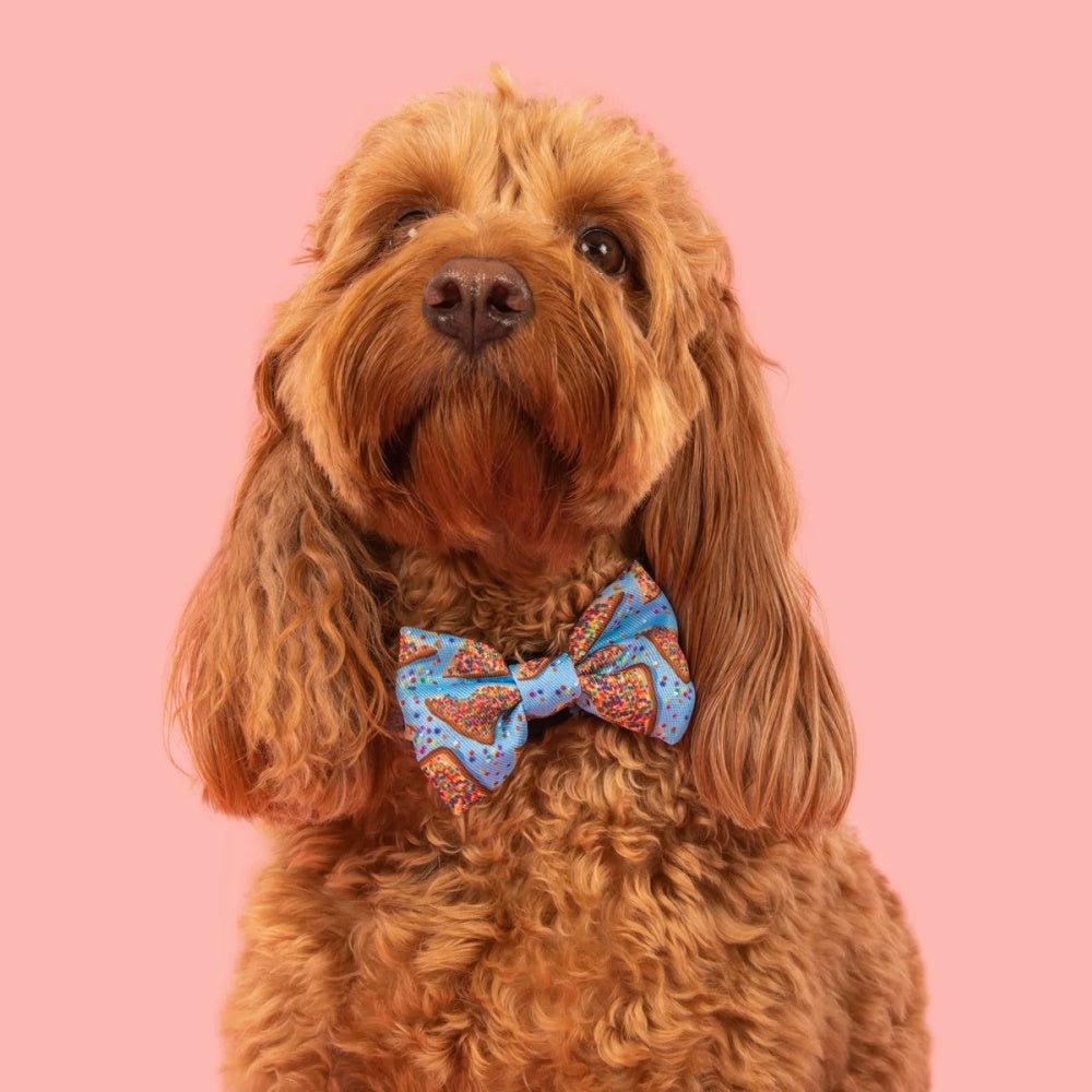 Big & Little Dogs Blue Fairy Bread Collar & Bow Tie - Collar & Bow Ties from Big & Little Dogs at DoggyTopia