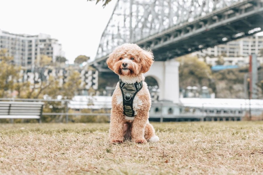 Big & Little Dogs Camouflaged All Rounder Harness - All Rounder Harnesses from Big & Little Dogs at DoggyTopia