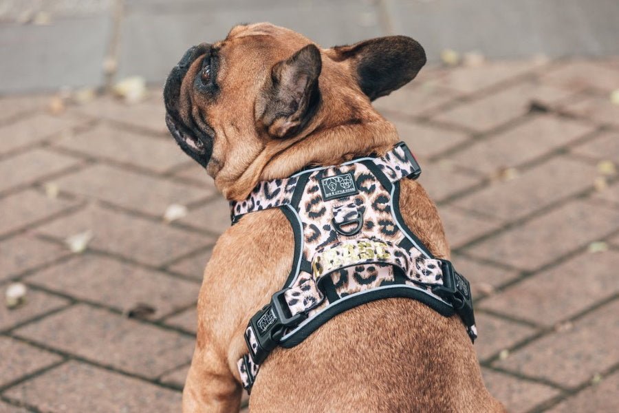 Big & Little Dogs Luxurious Leopard All Rounder Harness - All Rounder Harnesses from Big & Little Dogs at DoggyTopia