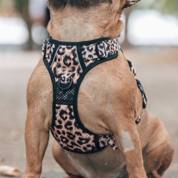 Big & Little Dogs Luxurious Leopard All Rounder Harness - All Rounder Harnesses from Big & Little Dogs at DoggyTopia