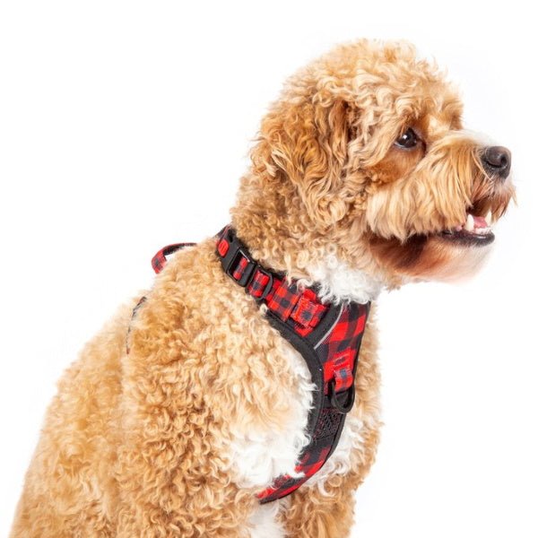 Big & Little Dogs Plaid To The Bone All Rounder Harness - All Rounder Harnesses from Big & Little Dogs at DoggyTopia