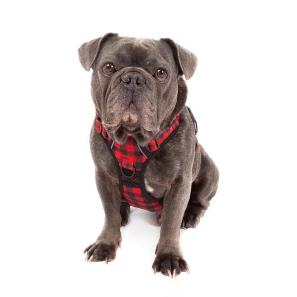 Big & Little Dogs Plaid To The Bone All Rounder Harness - All Rounder Harnesses from Big & Little Dogs at DoggyTopia