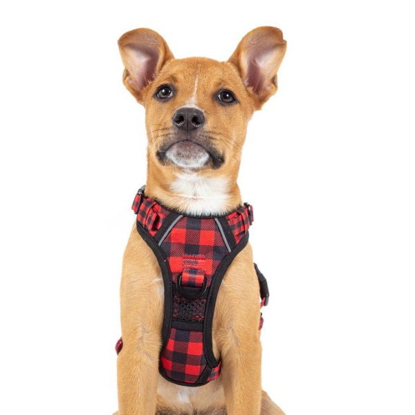 Big & Little Dogs Plaid To The Bone All Rounder Harness - All Rounder Harnesses from Big & Little Dogs at DoggyTopia
