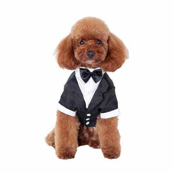 Black Tuxedo Small - Medium Dogs - Tuxedo from . at DoggyTopia