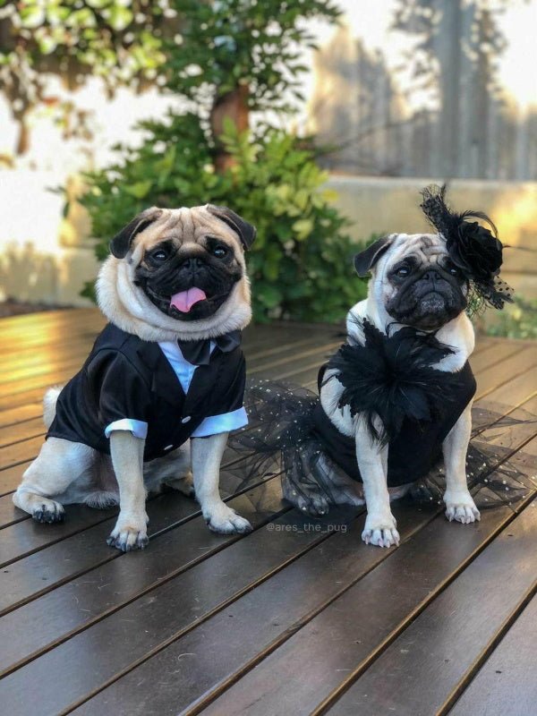 Black Tuxedo Small - Medium Dogs - Tuxedo from . at DoggyTopia