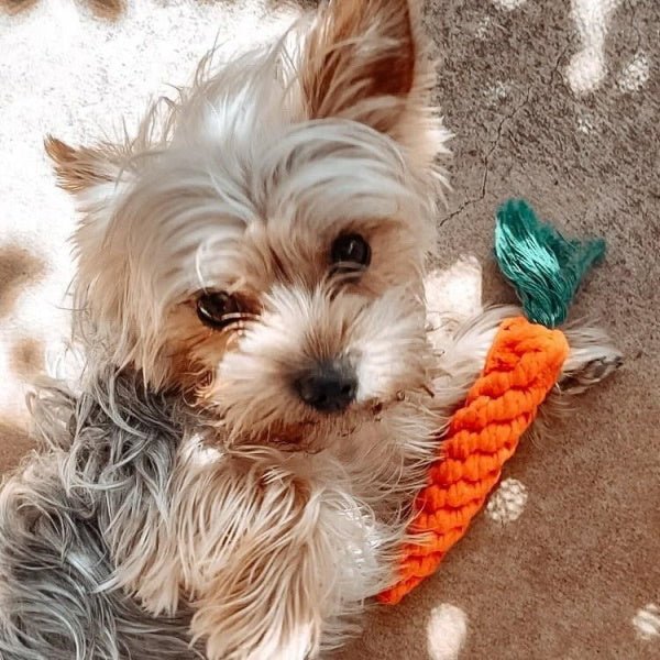 Carrot Rope Dog Toy - Rope Toys from . at DoggyTopia