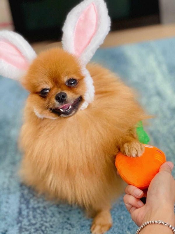 Carrot Squeaker Dog Toy - Plush Toys from . at DoggyTopia