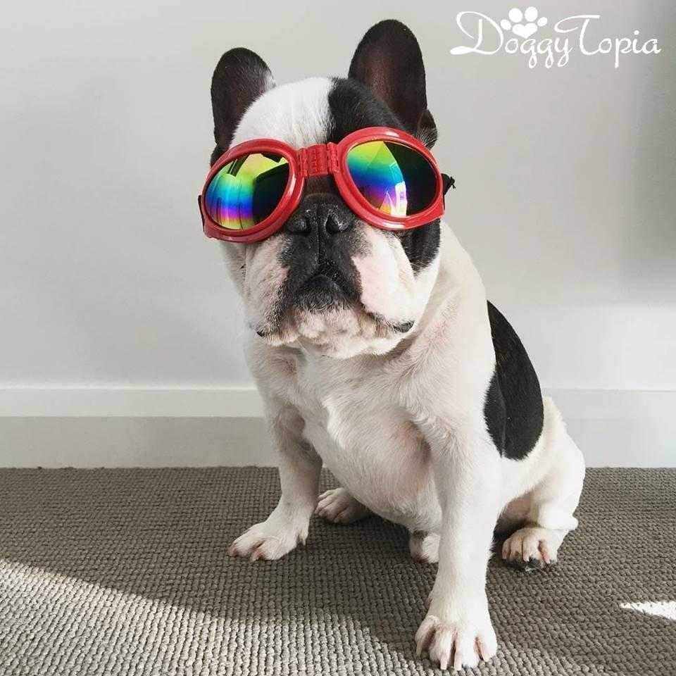 Classic Dog Goggles - Dog Goggles from . at DoggyTopia
