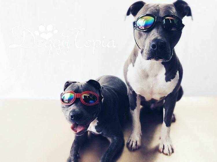 Classic Dog Goggles - Dog Goggles from . at DoggyTopia