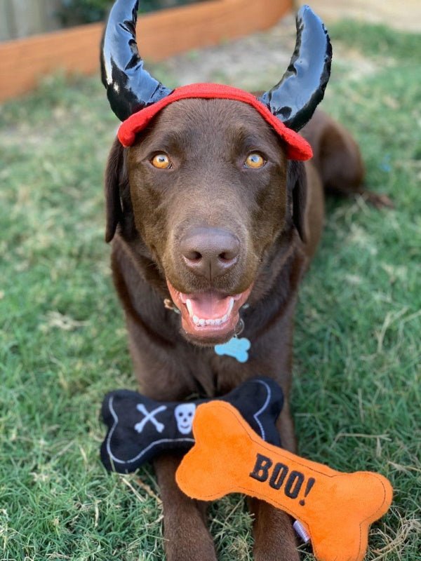 Devil Horns Dog Headpiece - Costumes from Halloween at DoggyTopia
