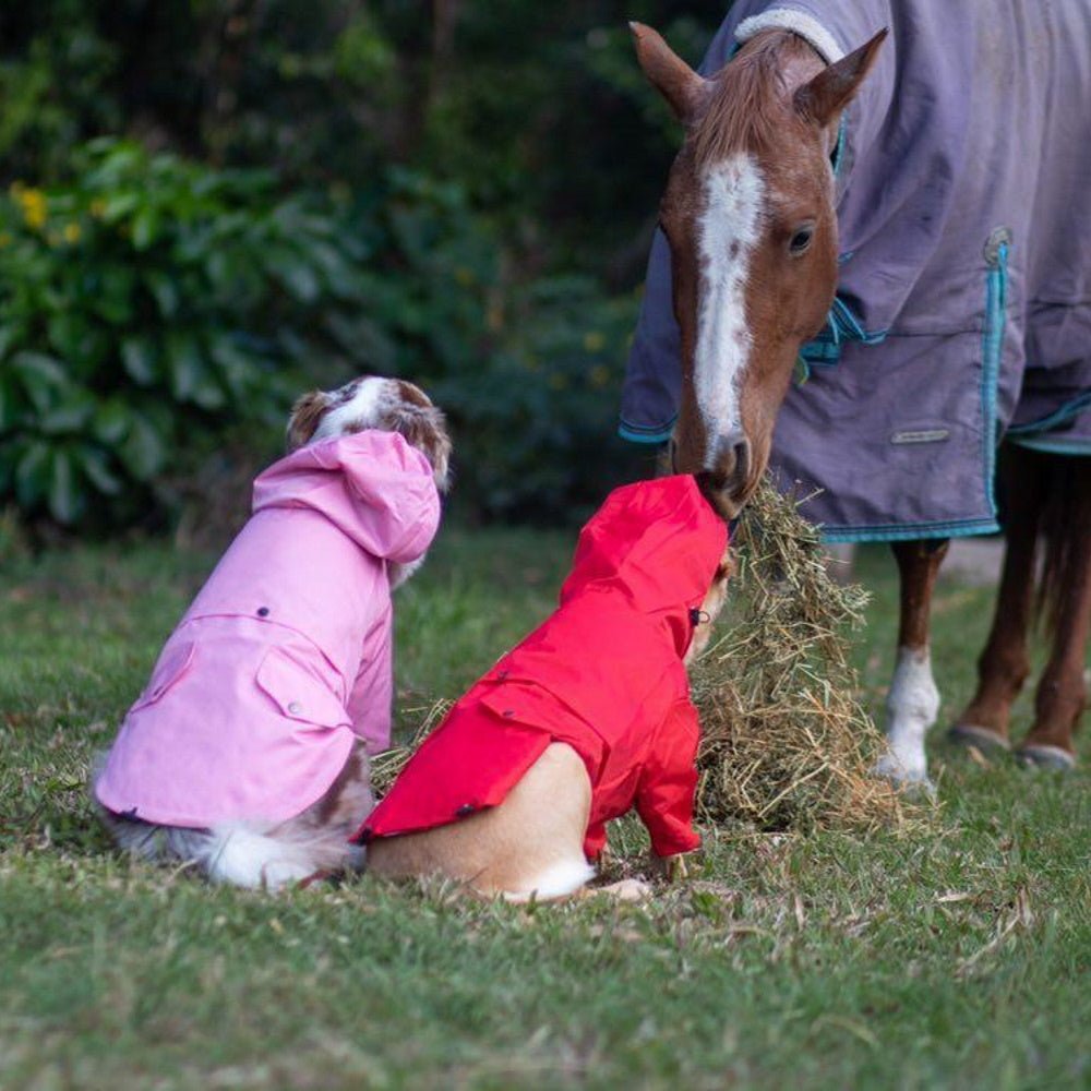 Dog Raincoat - Red - Raincoats from . at DoggyTopia
