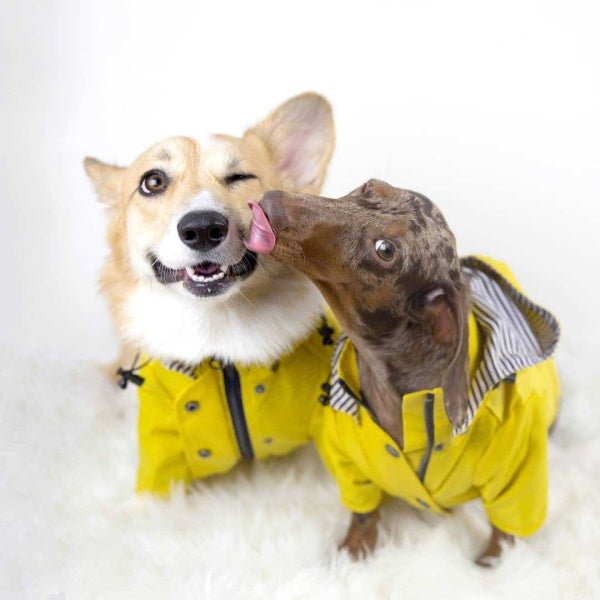 Dog Raincoat - Yellow - Raincoats from . at DoggyTopia