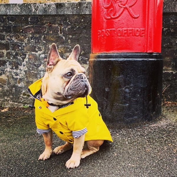 Dog Raincoat - Yellow - Raincoats from . at DoggyTopia